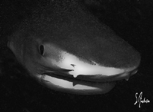 This image of a Tiger Shark was taken at Tiger Beach, I l... by Steven Anderson 